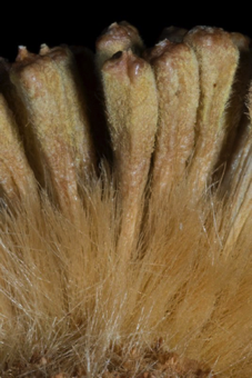 Multiple fruit - close up of achenes from Platanus; each achene is from a seperate flower with a superior ovary of 3-7 carpels.